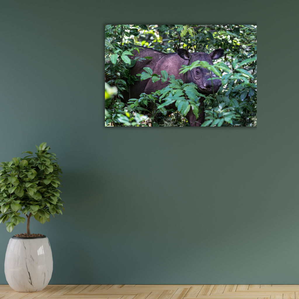 Sumatranashorn 2.0 (Leinwandprint 60x90cm)