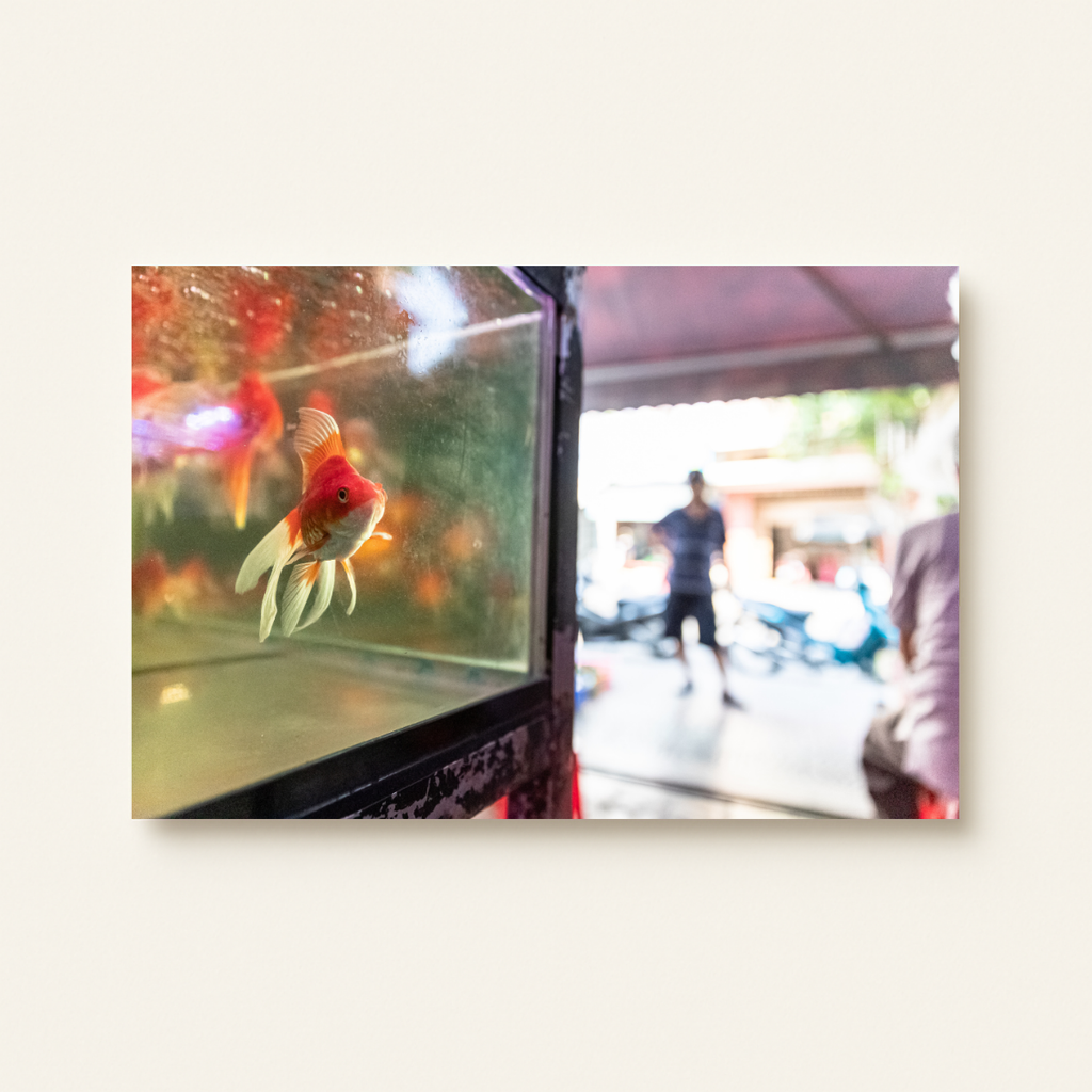 Goldfisch (Leinwandprint 60x90cm)
