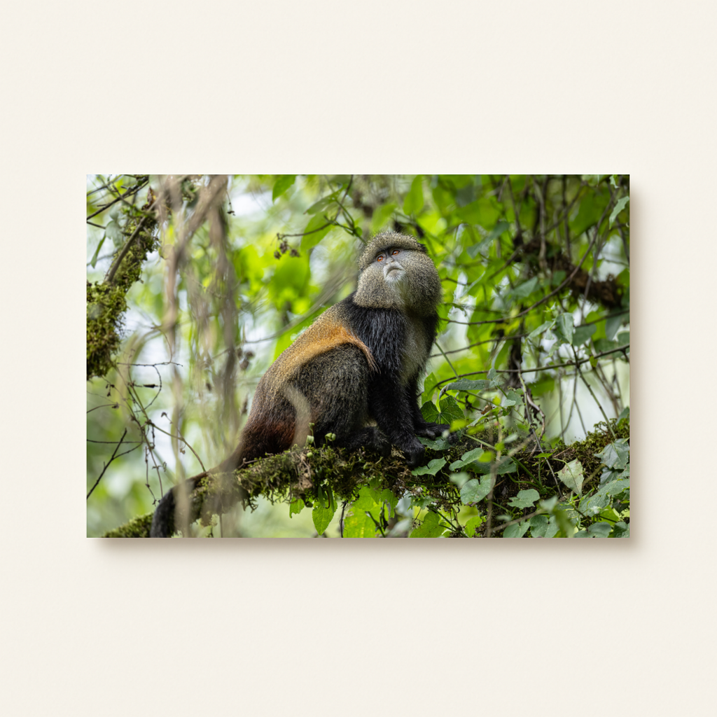 Goldmeerkatze (Leinwandprint 60x90cm)