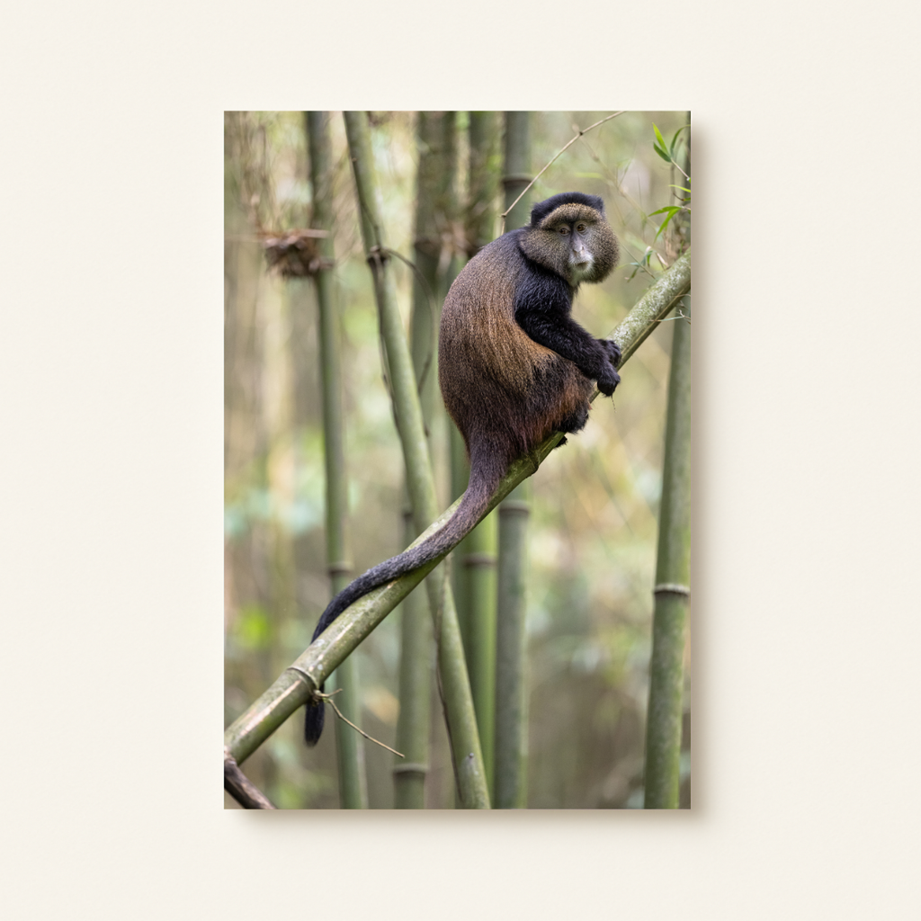 Goldmeerkatze Hoch (Leinwandprint 90x60cm)