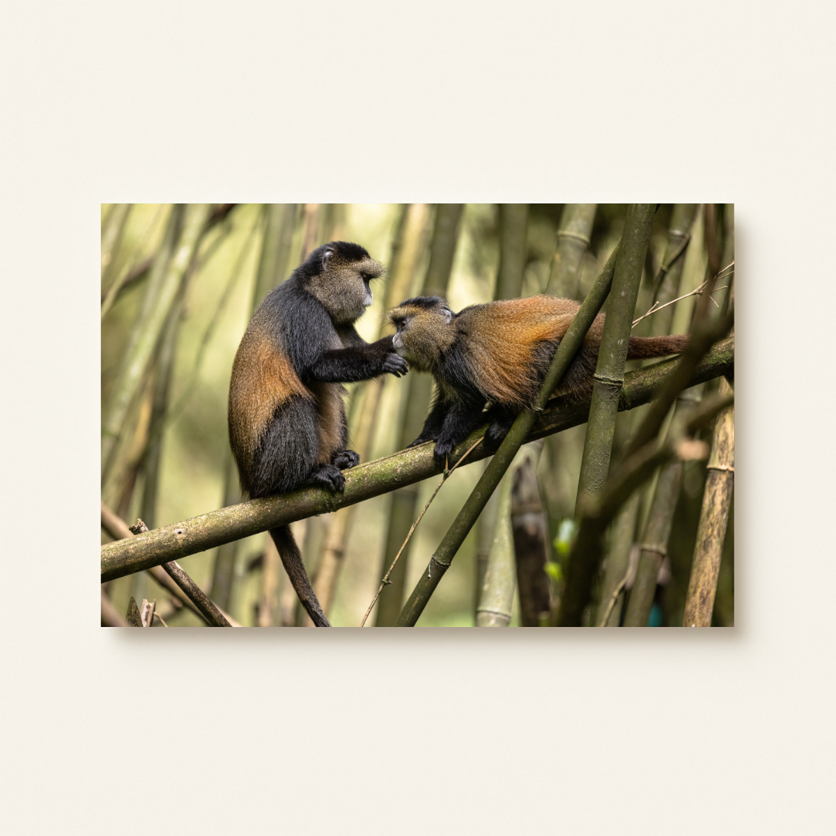 Goldmeerkatzen (Leinwandprint 60x90cm)