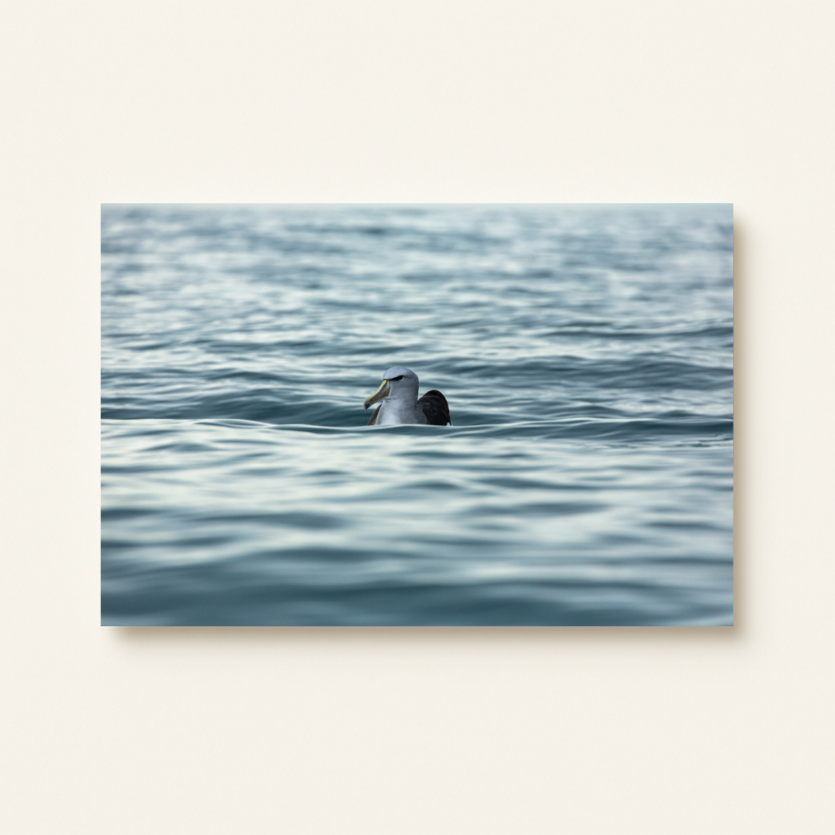 Graukopfalbatross (Leinwandprint 60x90cm)