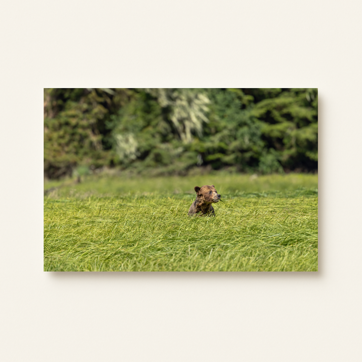 Grizzly im Süßgras 2.0 (Leinwandprint 60x90cm)