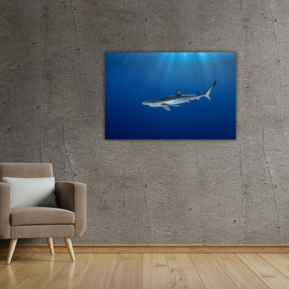 Blauhai 7.0 (Leinwandprint 60x90cm)