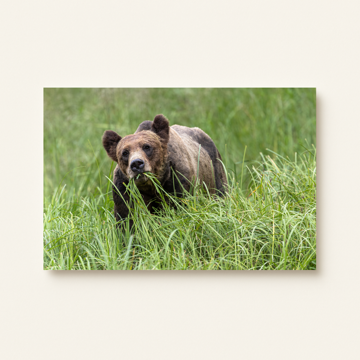 Grizzlybär (Leinwandprint 60x90cm)