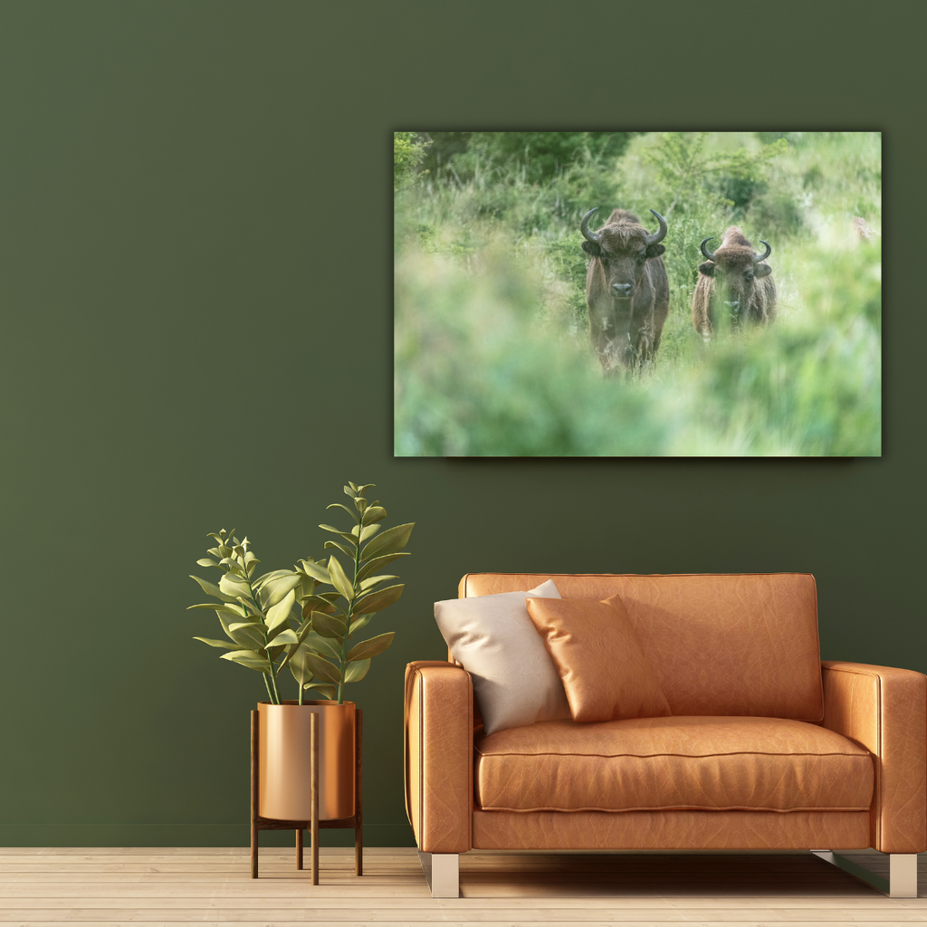 Wisent 2.0 (Leinwandprint 60x90cm)