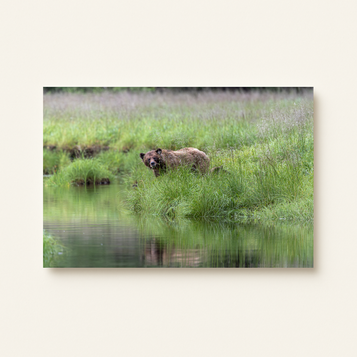 Grizzlybär im Süßgras (Leinwandprint 60x90cm)