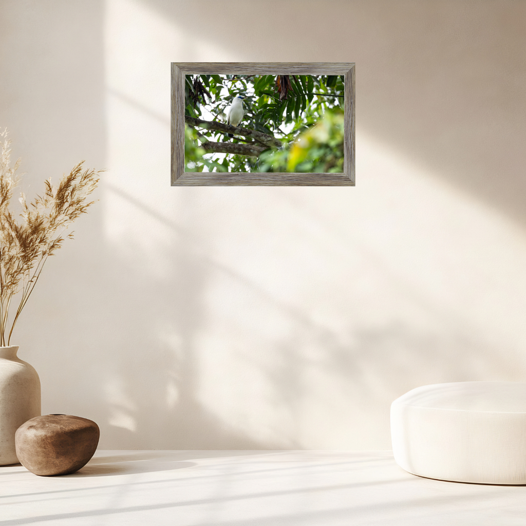 Bali Starling (Fine Art Print 30x45cm)