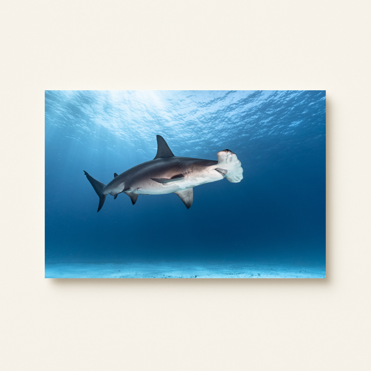 Großer Hammerhai (Leinwandprint 60x90cm)