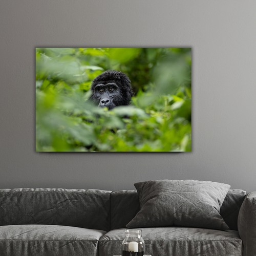 Berggorilla Porträt (Leinwandprint 60x90cm)