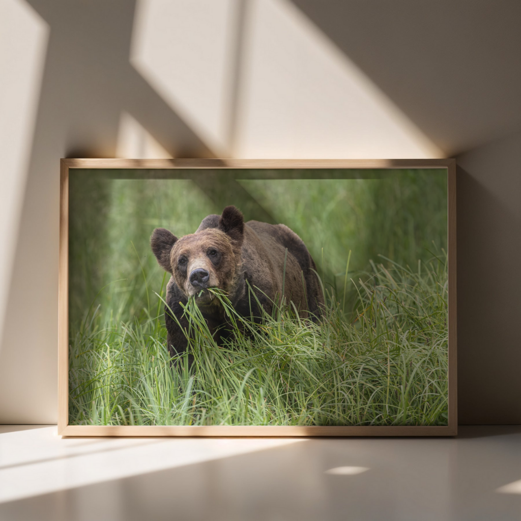 Grizzlybär (Fine Art Print 30x45cm)