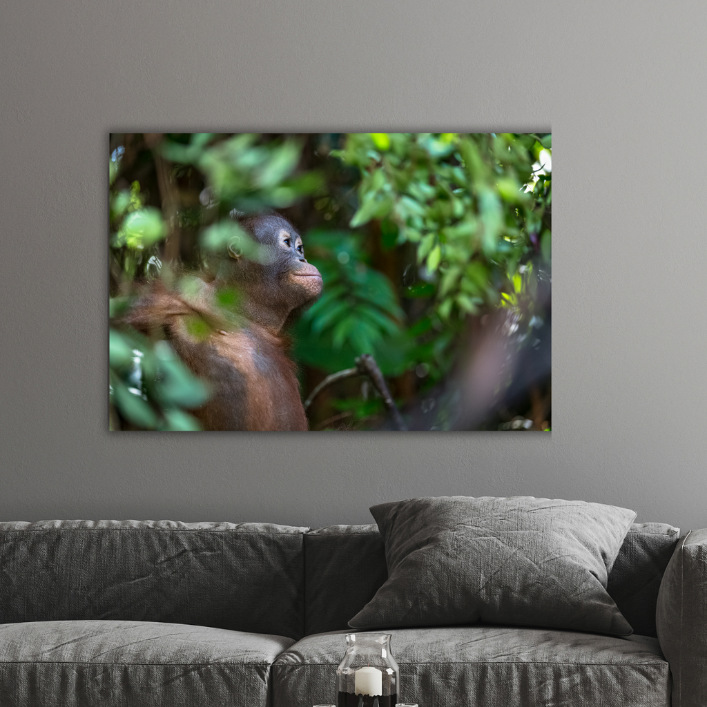 Borneo-Orang-Utan (Leinwandprint 60x90cm)