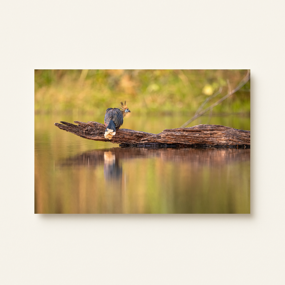 Hoatzin (Leinwandprint 60x90cm)