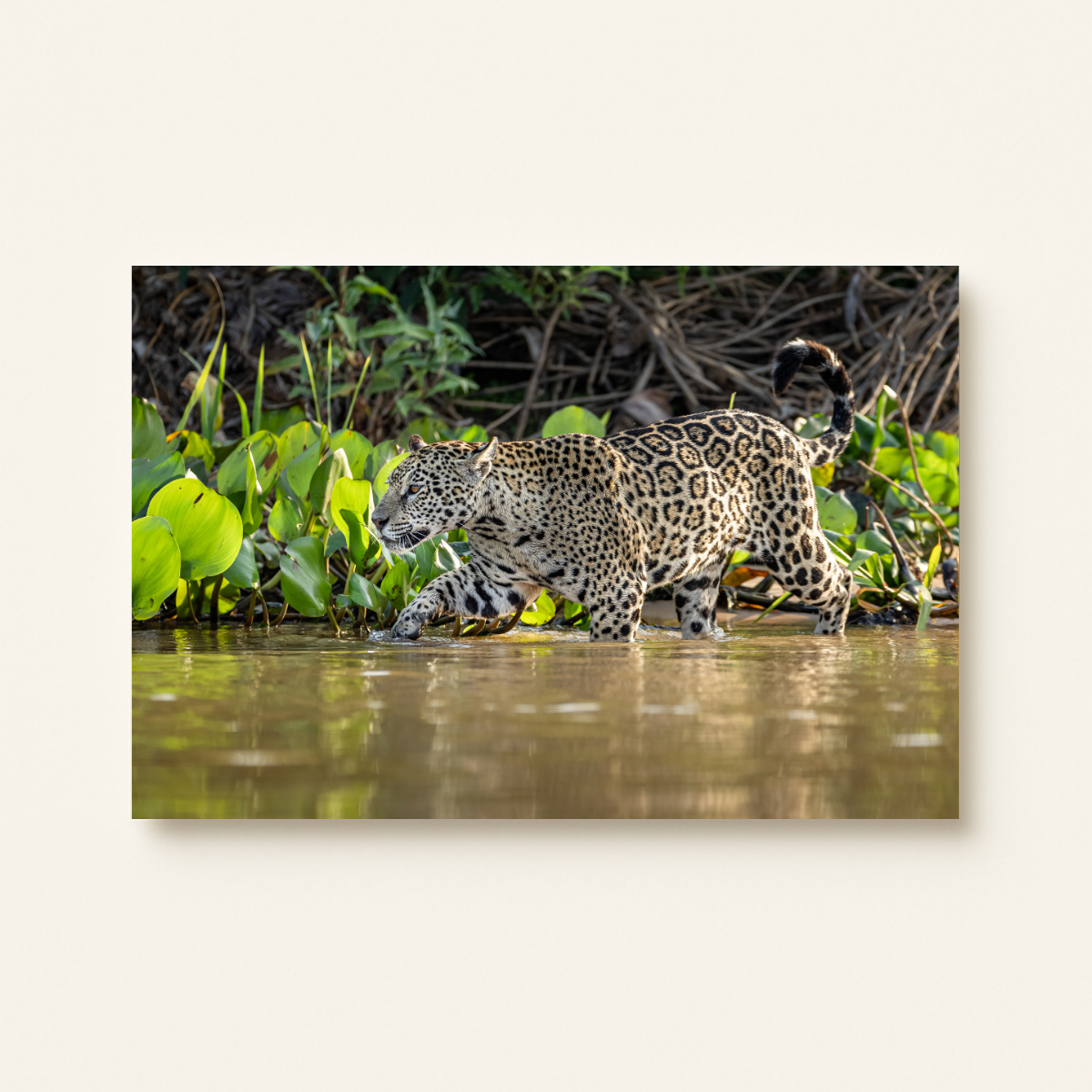 Jaguar (Leinwandprint 60x90cm)