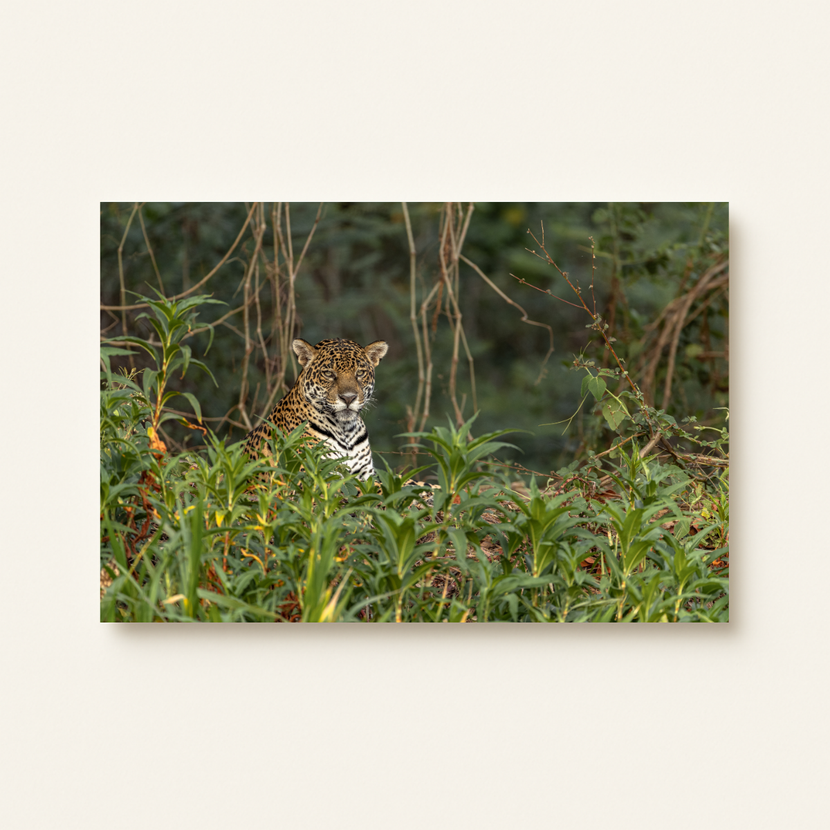 Jaguar 2.0 (Leinwandprint 60x90cm)
