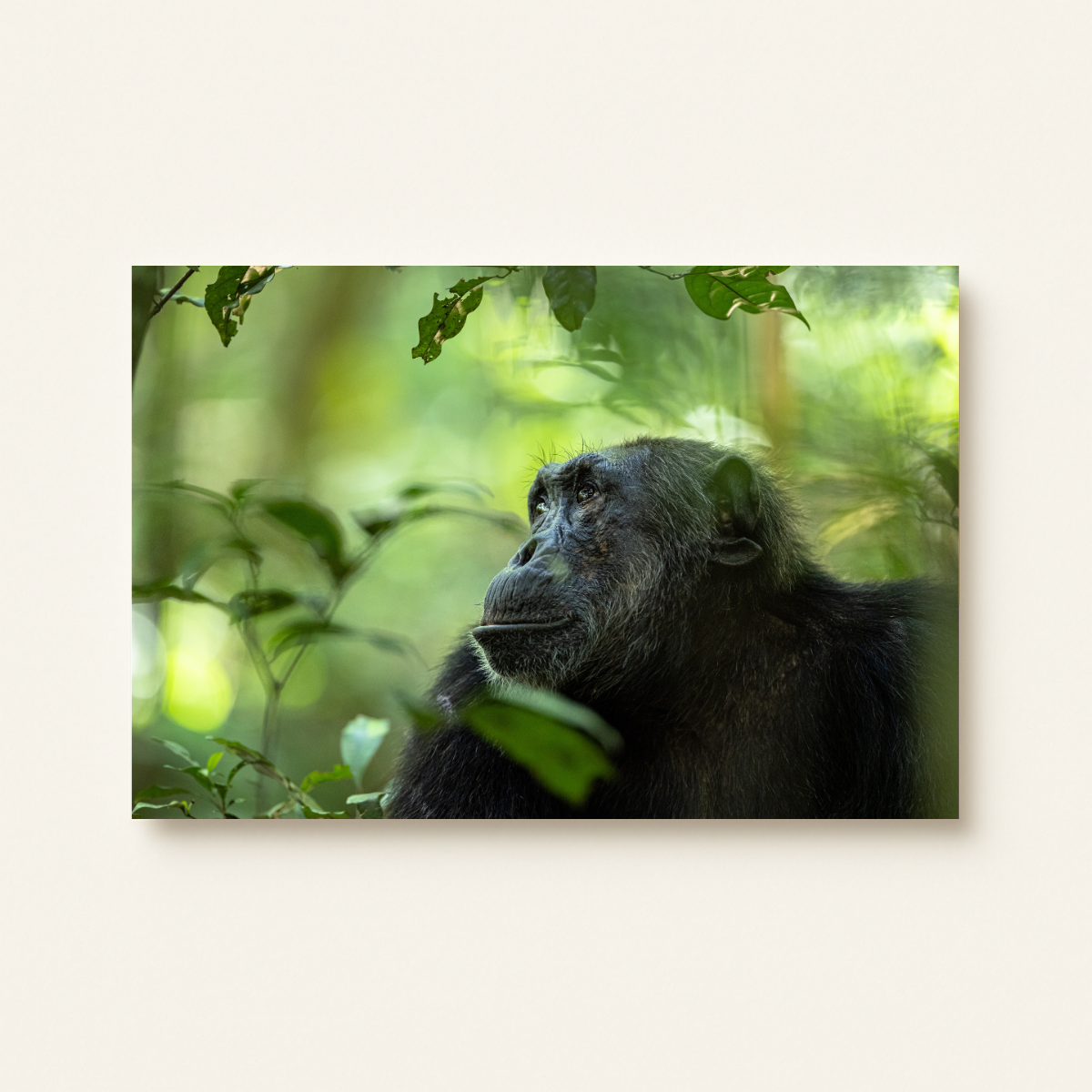 Jugendlicher Berggorilla (Leinwandprint 60x90cm)
