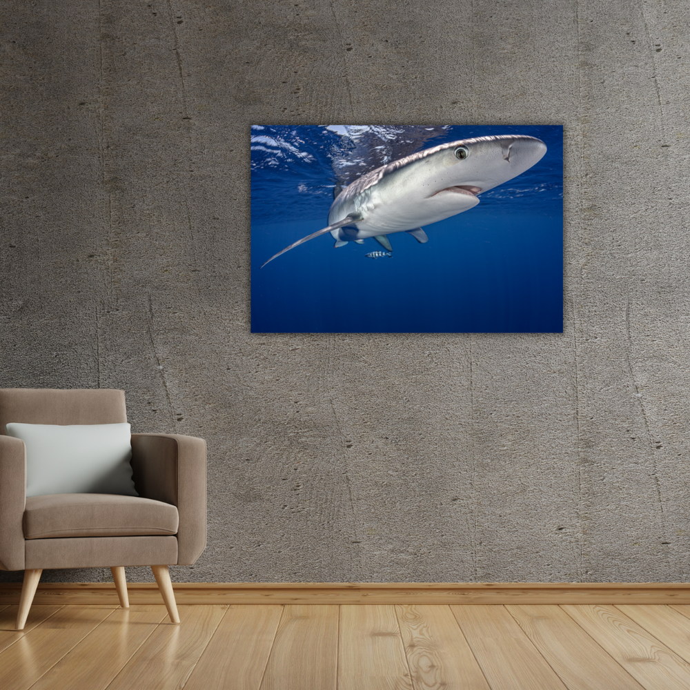 Blauhai 12.0 (Leinwandprint 60x90cm)