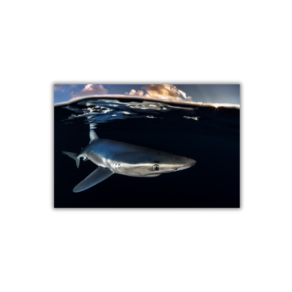 Blauhai 8.0 (Fine Art Print 30x45cm)