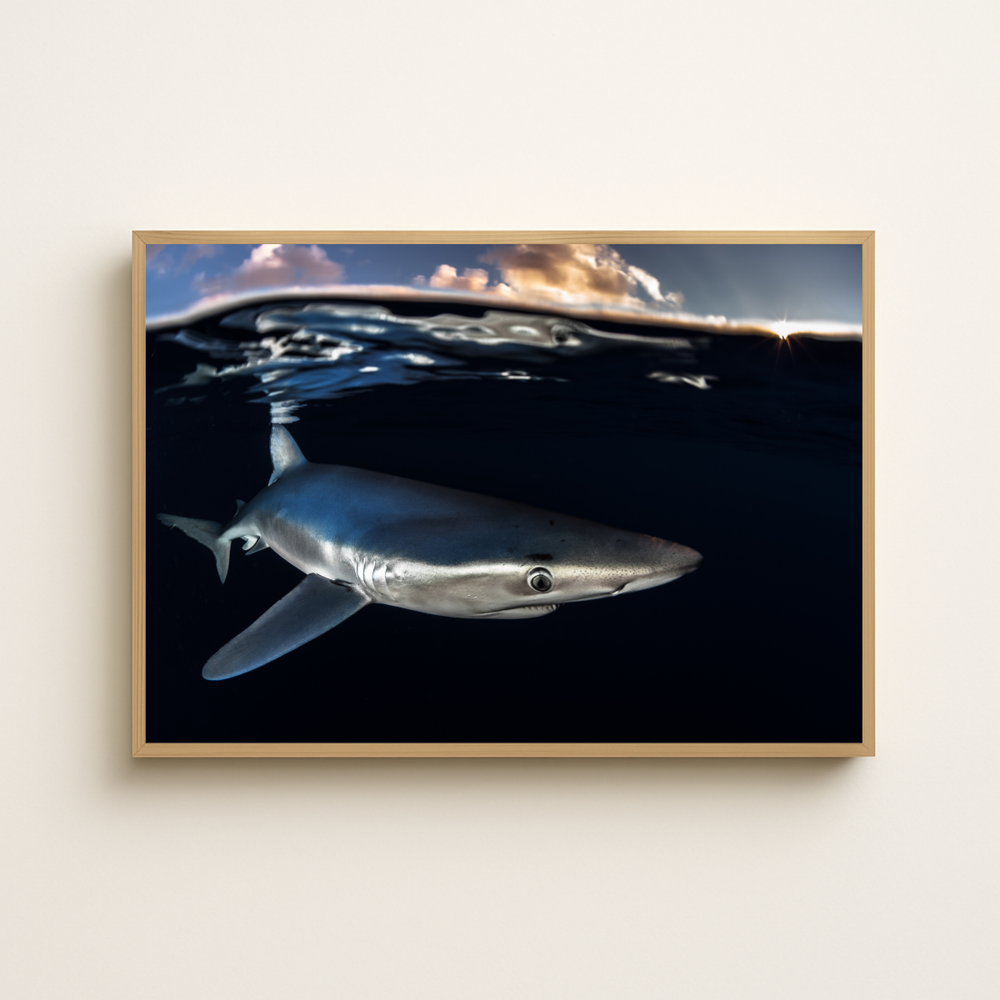 Blauhai 8.0 (Fine Art Print 30x45cm)