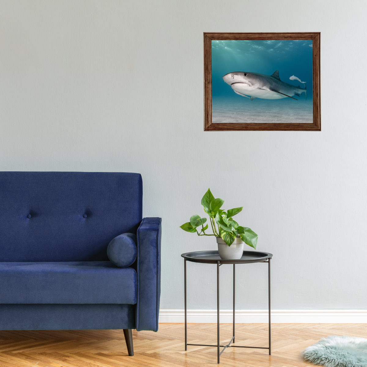 Tigerhai (Fine Art Print 30x45cm)