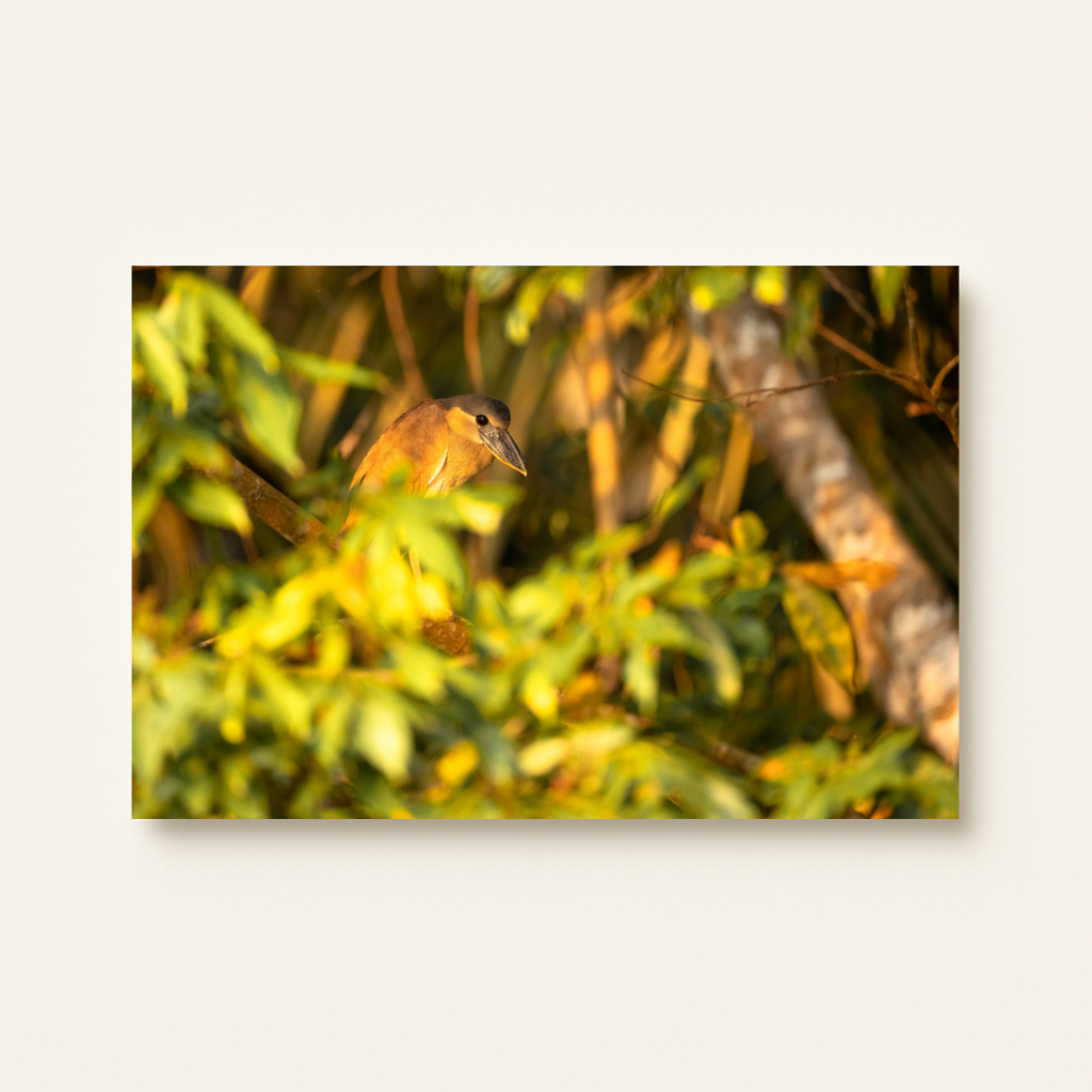 Kahnschnabelreiher (Leinwandprint 60x90cm)