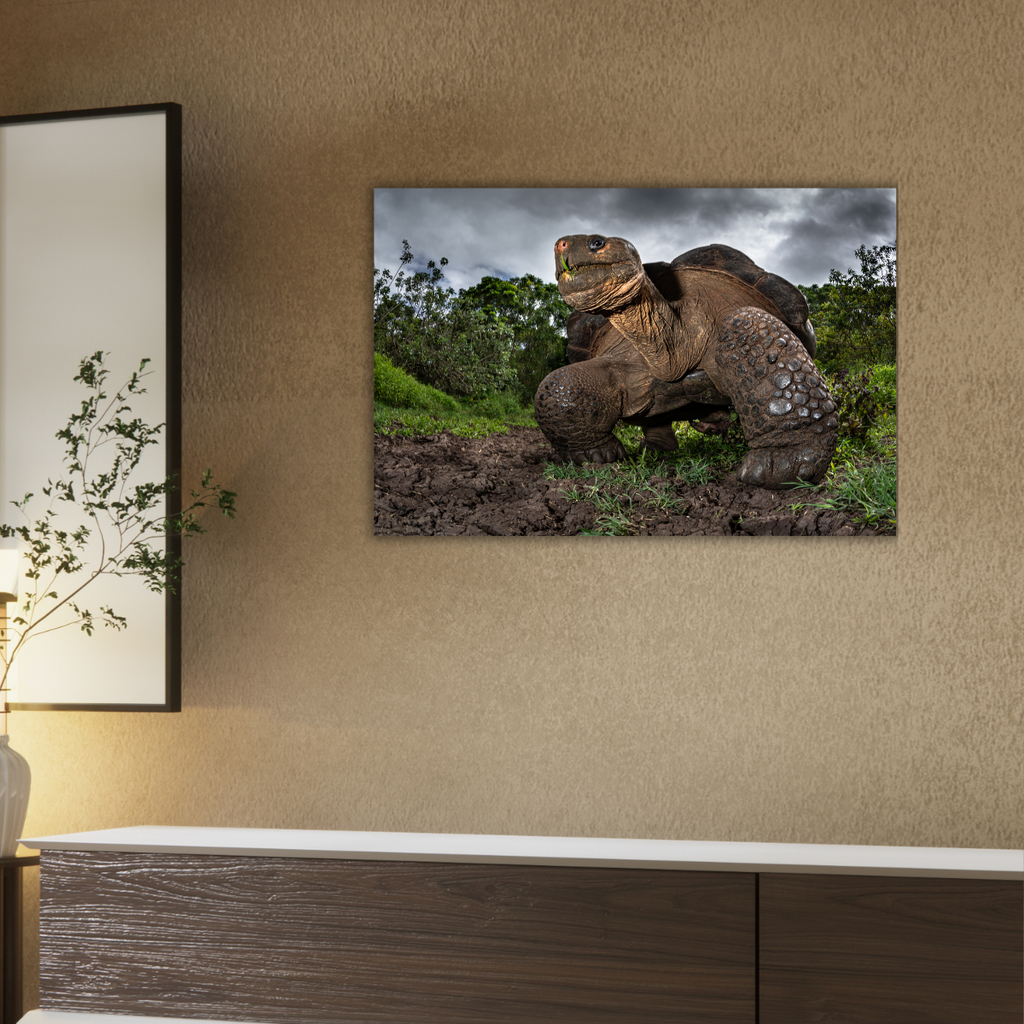 Riesenschildkröte (Leinwandprint 60x90cm)