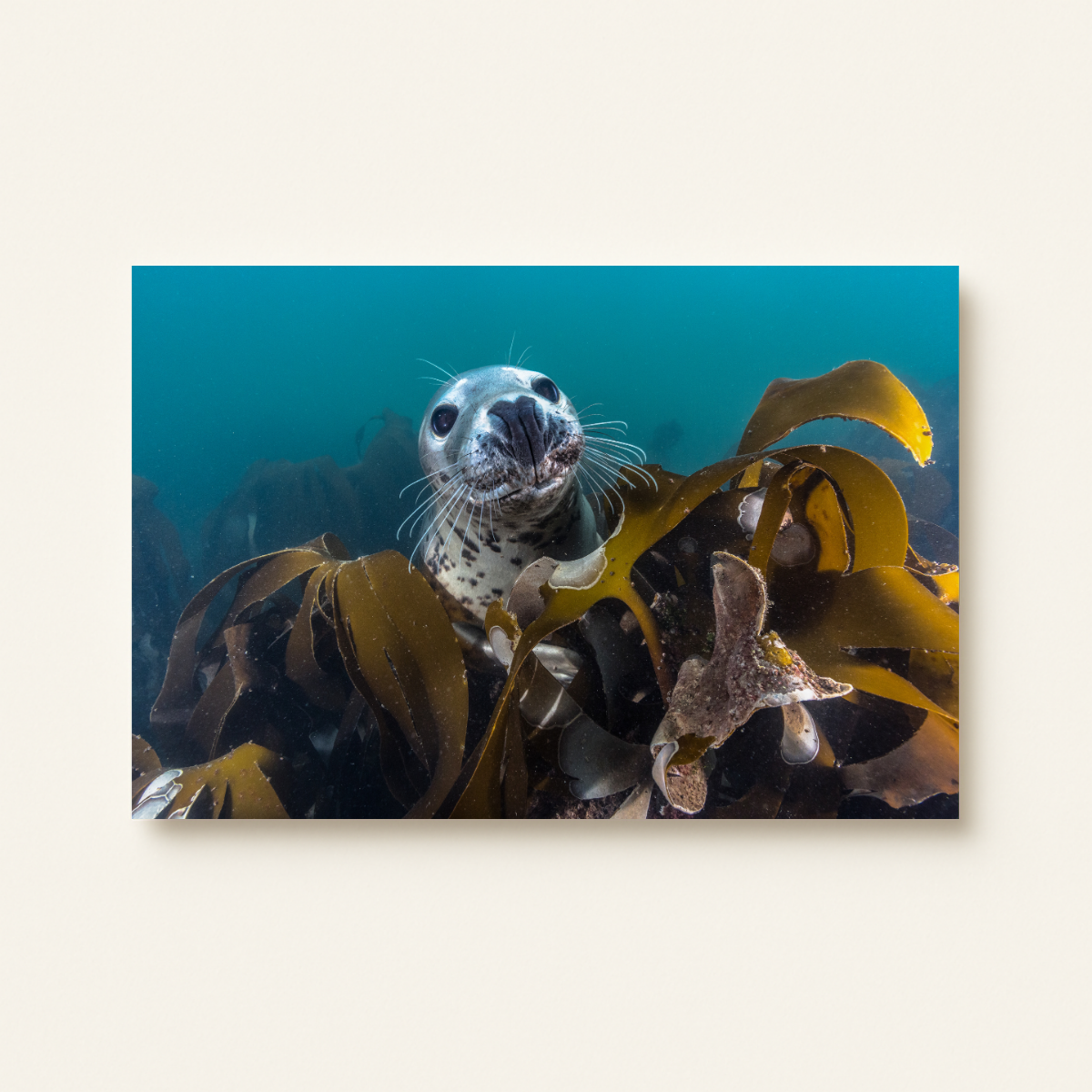 Kegelrobbe unter Wasser (Leinwandprint 60x90cm)