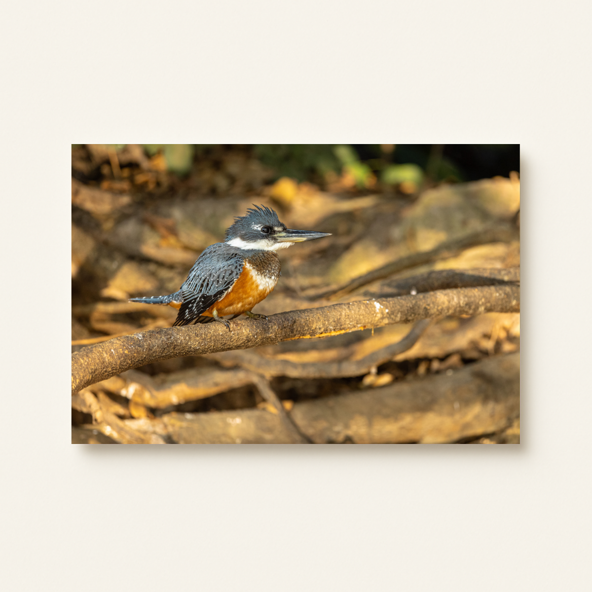 Kingfisher (Leinwandprint 60x90cm)