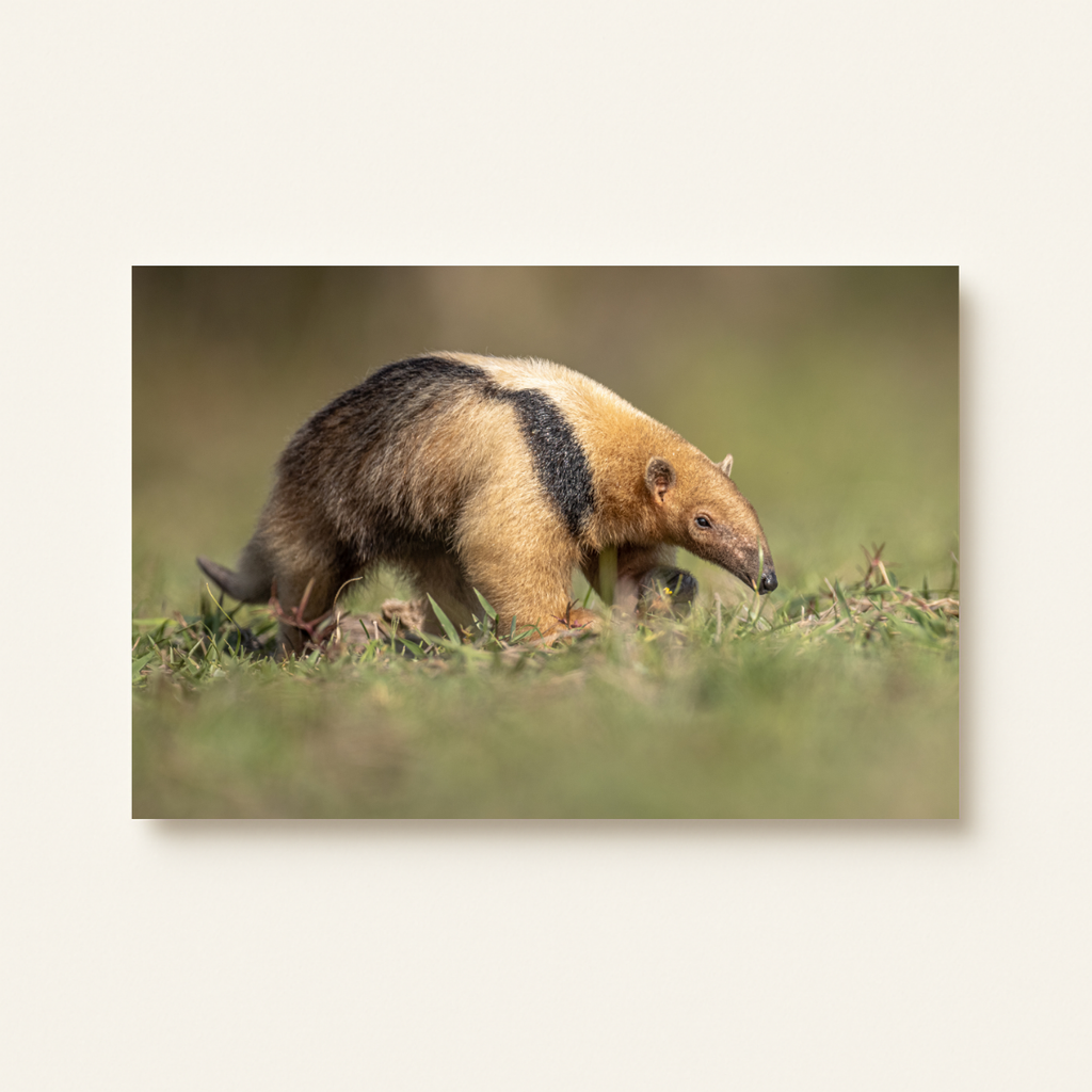Kleiner Ameisenbär (Leinwandprint 60x90cm)