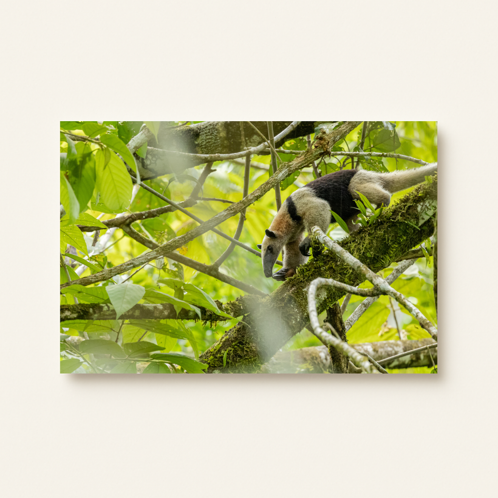 Kleiner Ameisenbär 2.0 (Leinwandprint 60x90cm)
