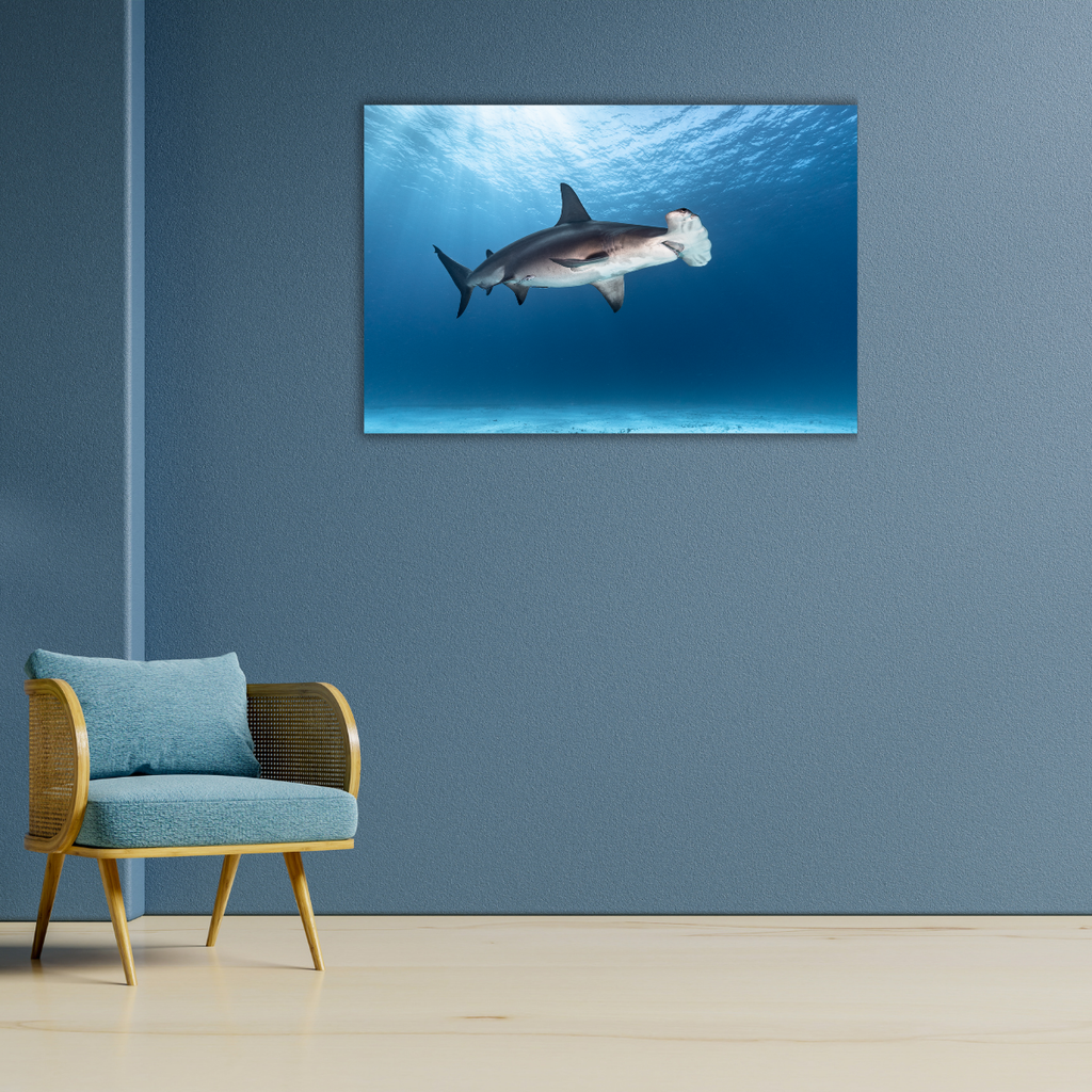 Großer Hammerhai (Leinwandprint 60x90cm)