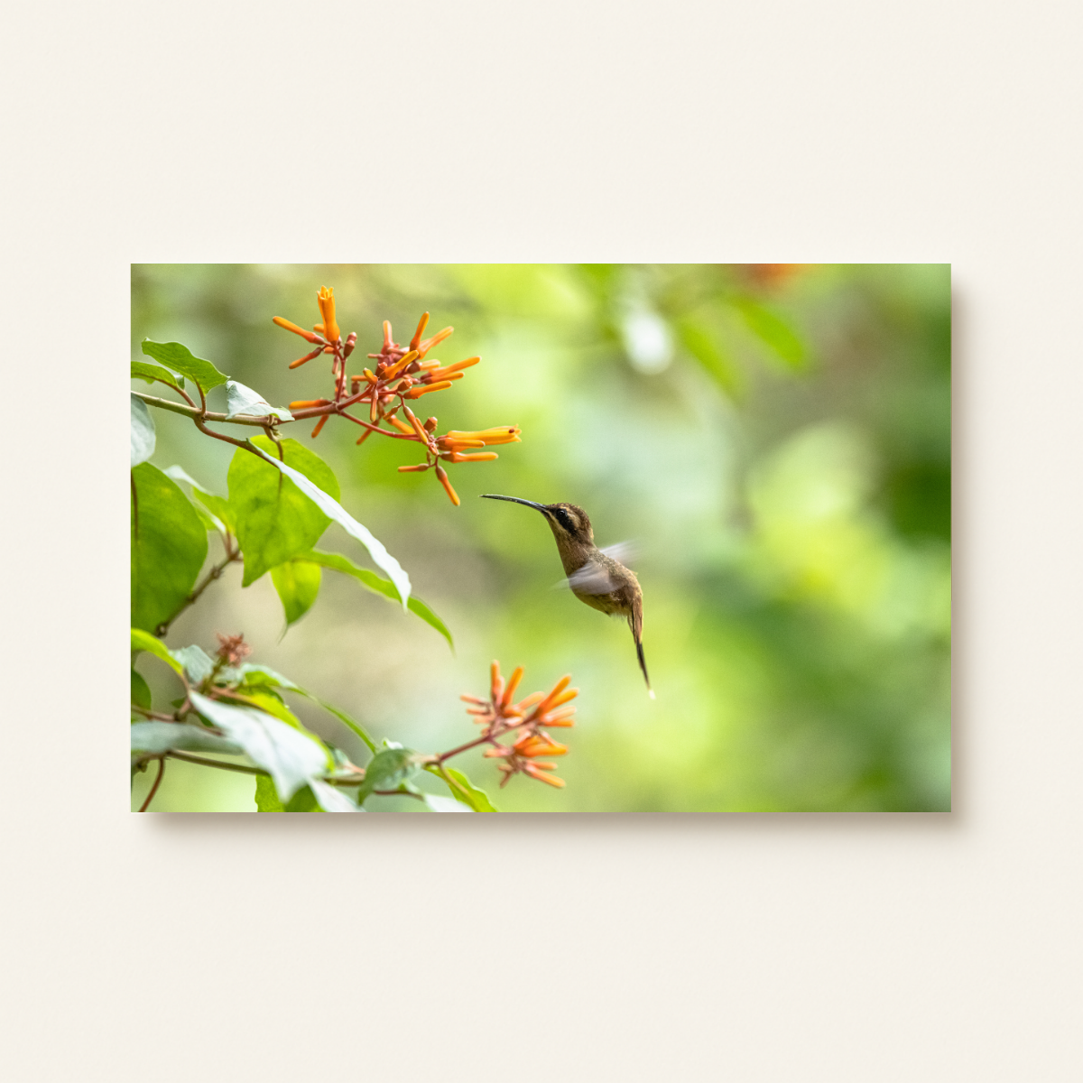 Kolibri (Leinwandprint 60x90cm)