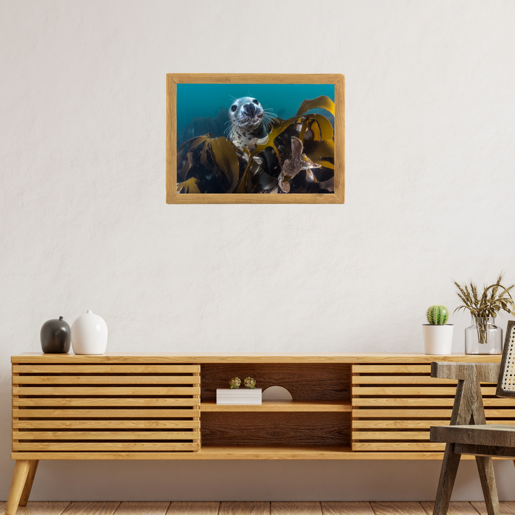 Kegelrobbe unter Wasser (Fine Art Print 30x45cm)
