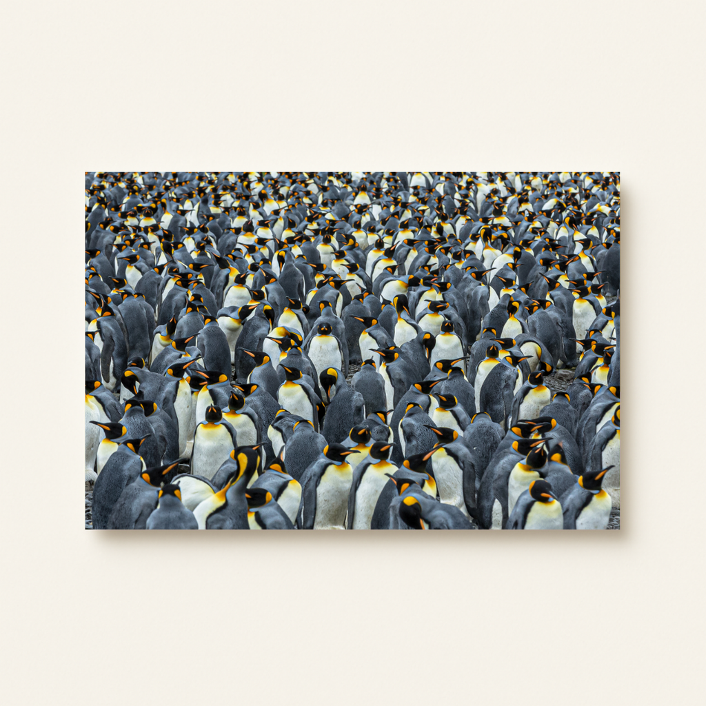 Königspinguin-Kolonie (Leinwandprint 60x90cm)