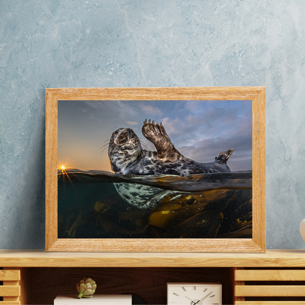Winkende Robbe (Fine Art Print 30x45cm)