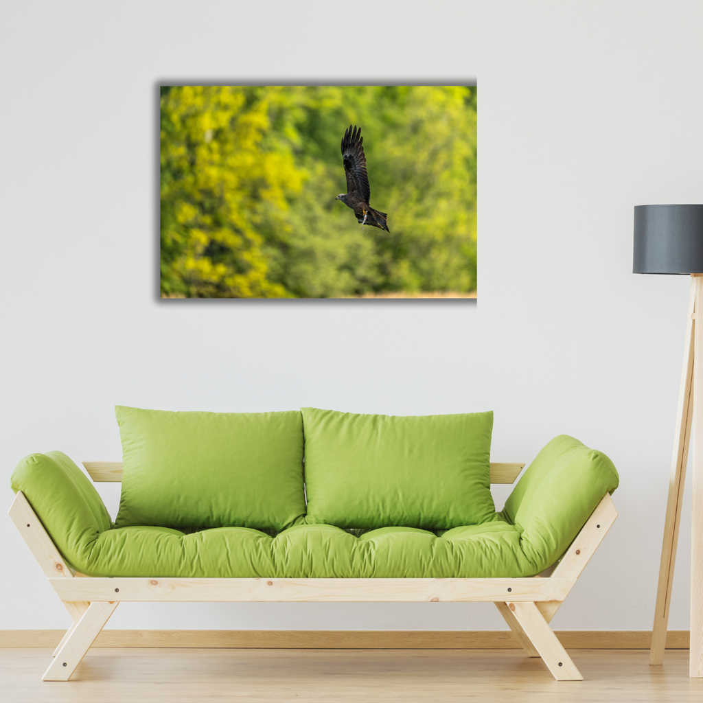 Schwarzmilan (Leinwandprint 60x90cm)