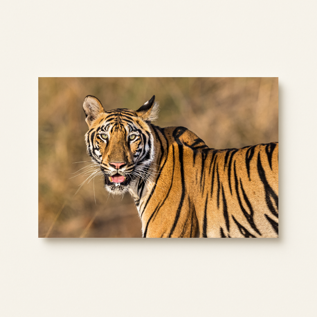 Königstiger (Leinwandprint 60x90cm)