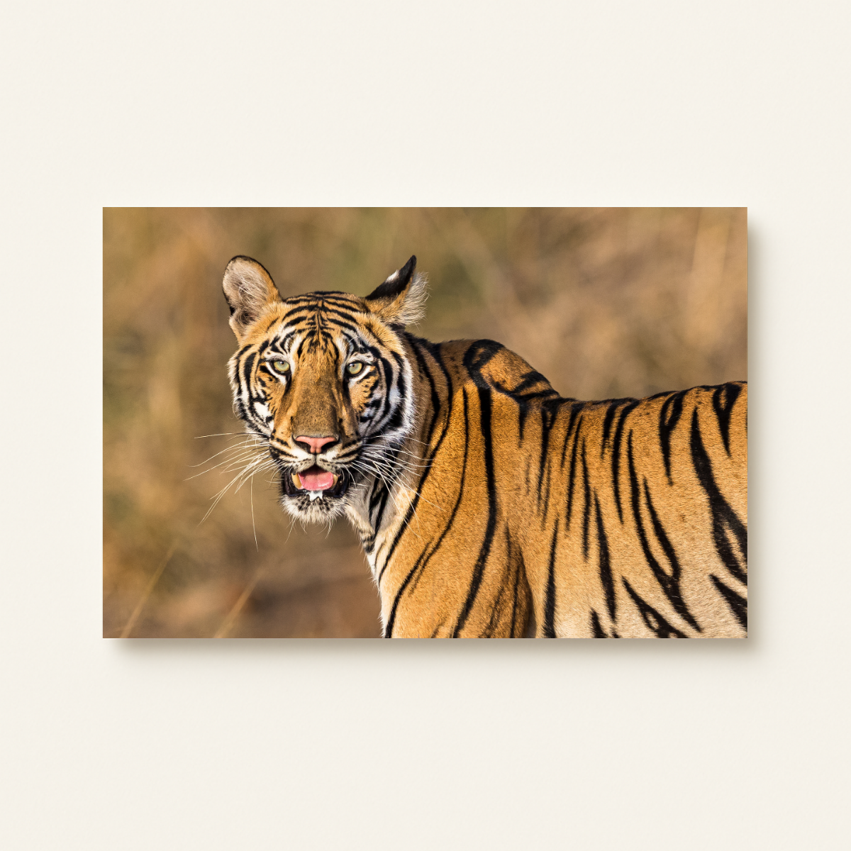 Königstiger (Leinwandprint 60x90cm)