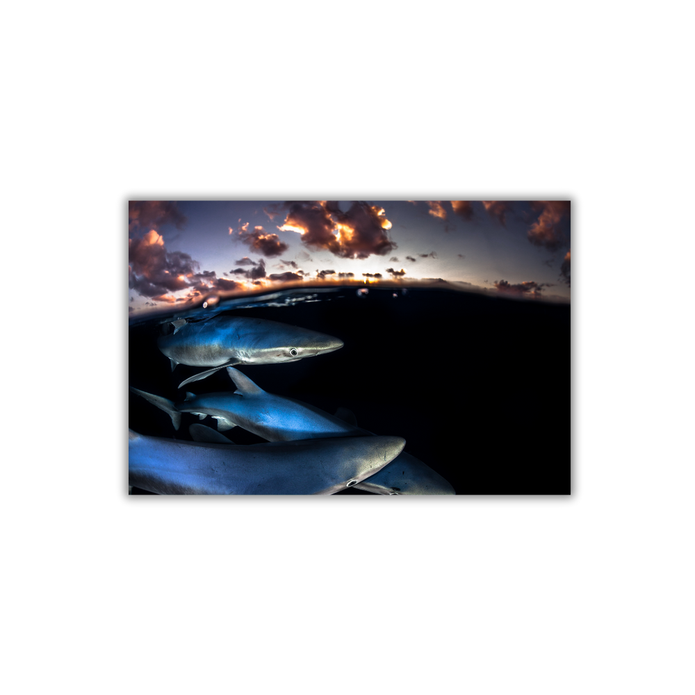 Blauhai 10.0 (Fine Art Print 30x45cm)