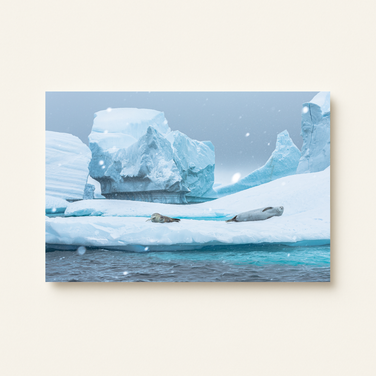 Krabbenfresser-Robbe (Leinwandprint 60x90cm)