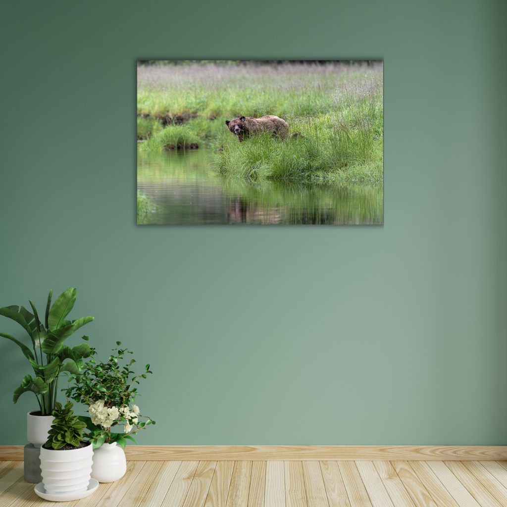 Grizzlybär im Süßgras (Leinwandprint 60x90cm)