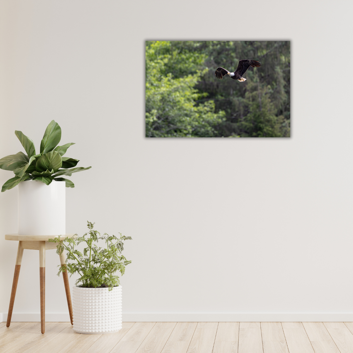 Weißkopfseeadler im Flug (Leinwandprint 60x90cm)