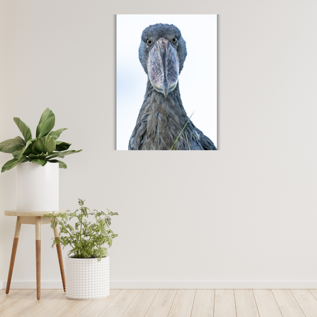 Schuhschnabel Porträt (Leinwandprint 90x60cm)