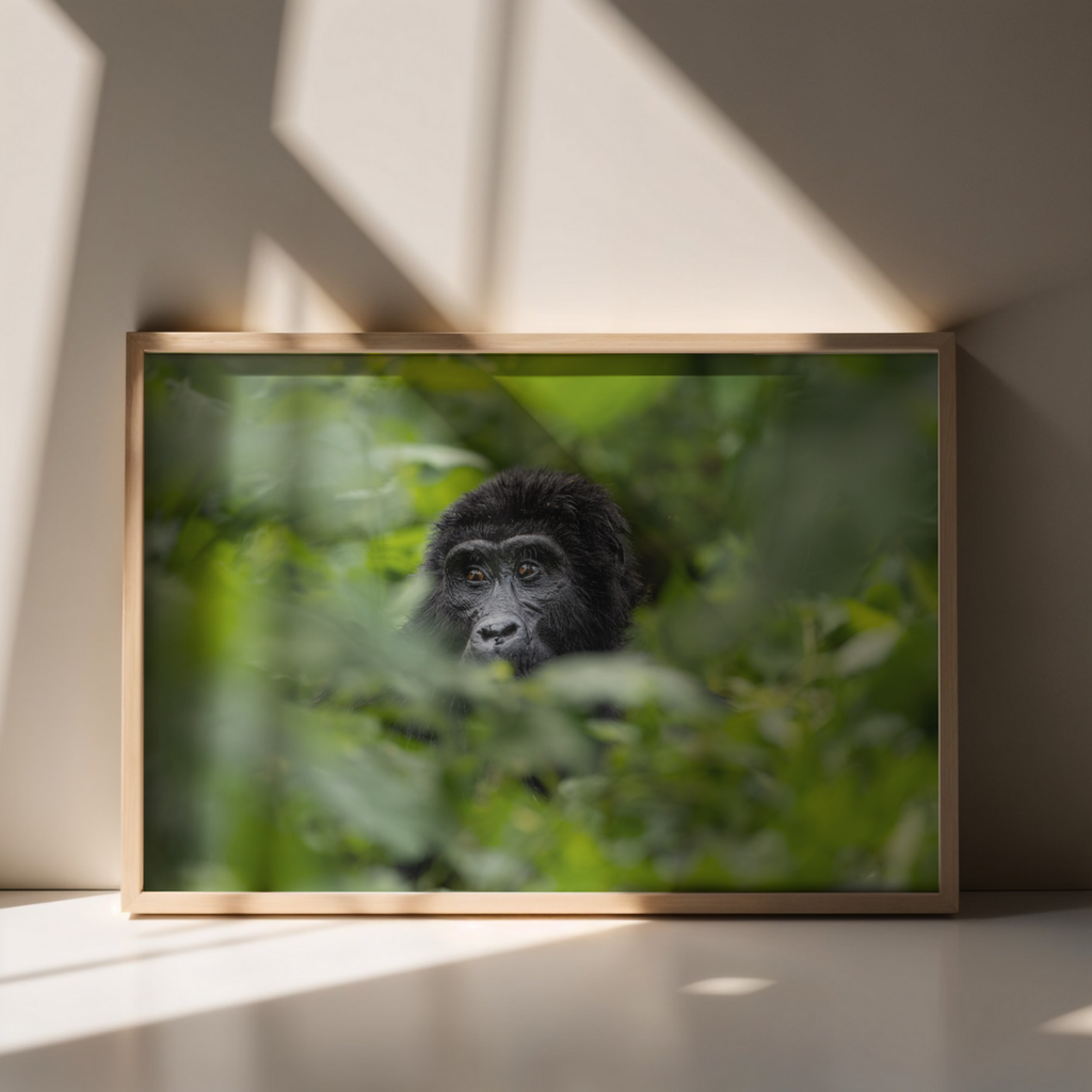 Berggorilla Porträt (Fine Art Print 30x45cm)