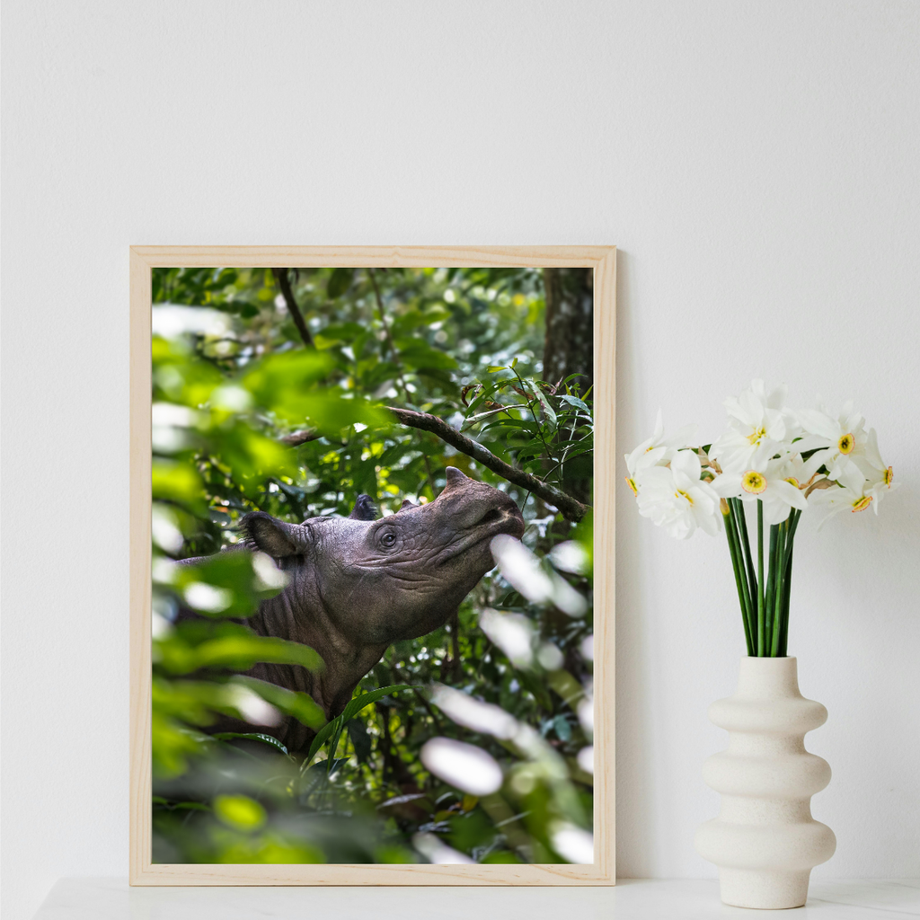 Sumatra Nashorn Porträt (Fine Art Print 45x30cm)