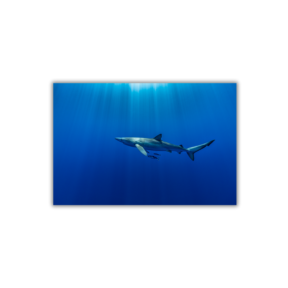 Blauhai 11.0 (Fine Art Print 30x45cm)