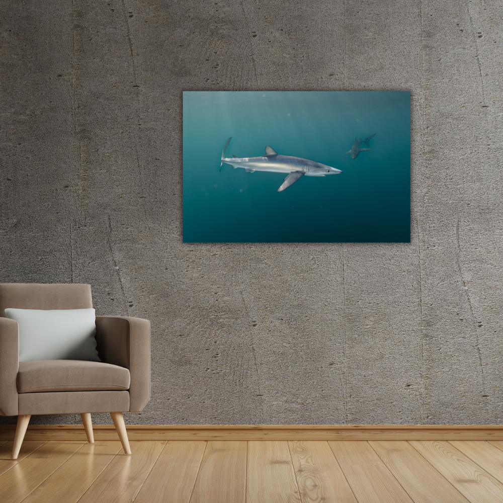 Blauhai 5.0 (Leinwandprint 60x90cm)