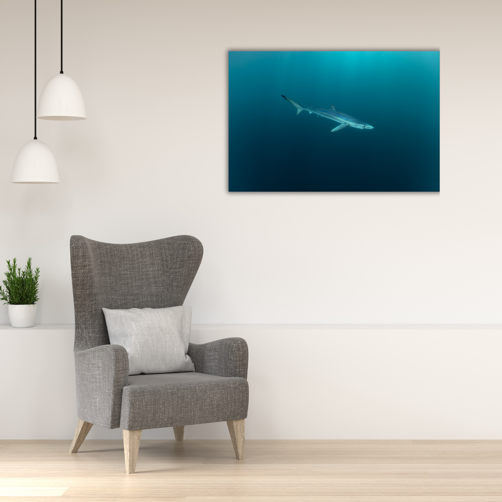 Blauhai 6.0 (Leinwandprint 60x90cm)