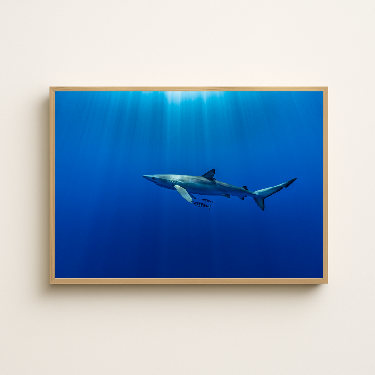 Blauhai 11.0 (Fine Art Print 30x45cm)