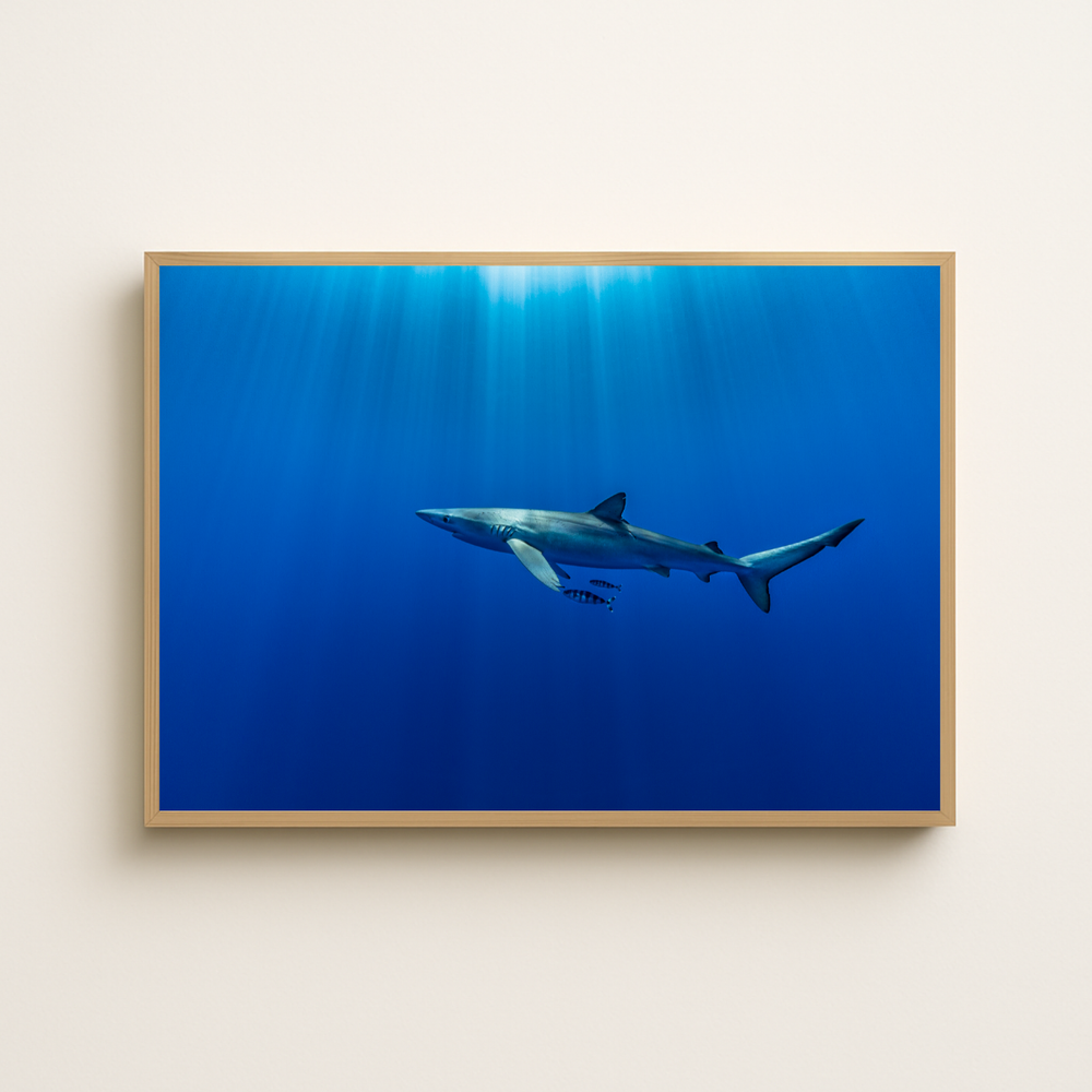 Blauhai 11.0 (Fine Art Print 30x45cm)